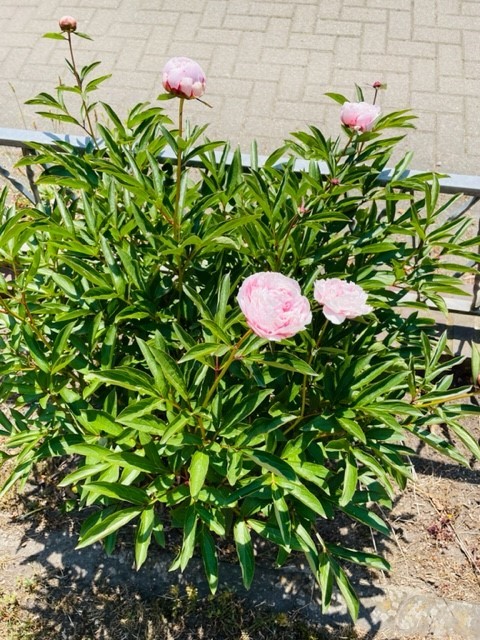 Garten Blumen Doppelhaush�lfte M�lln