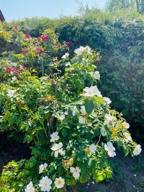 Garten Doppelhaush�lfte M�lln